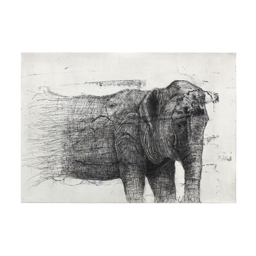 Quovadis［elephant］