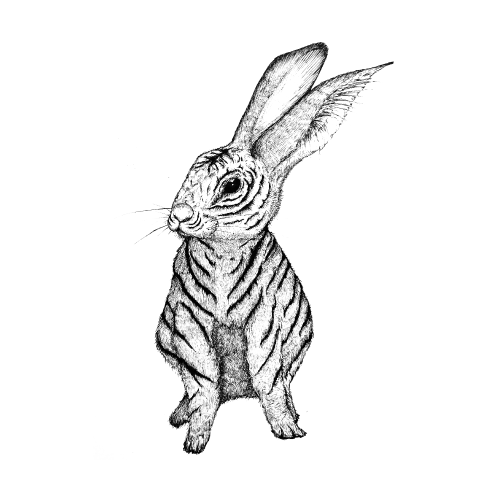 rabbit 2023 兎年